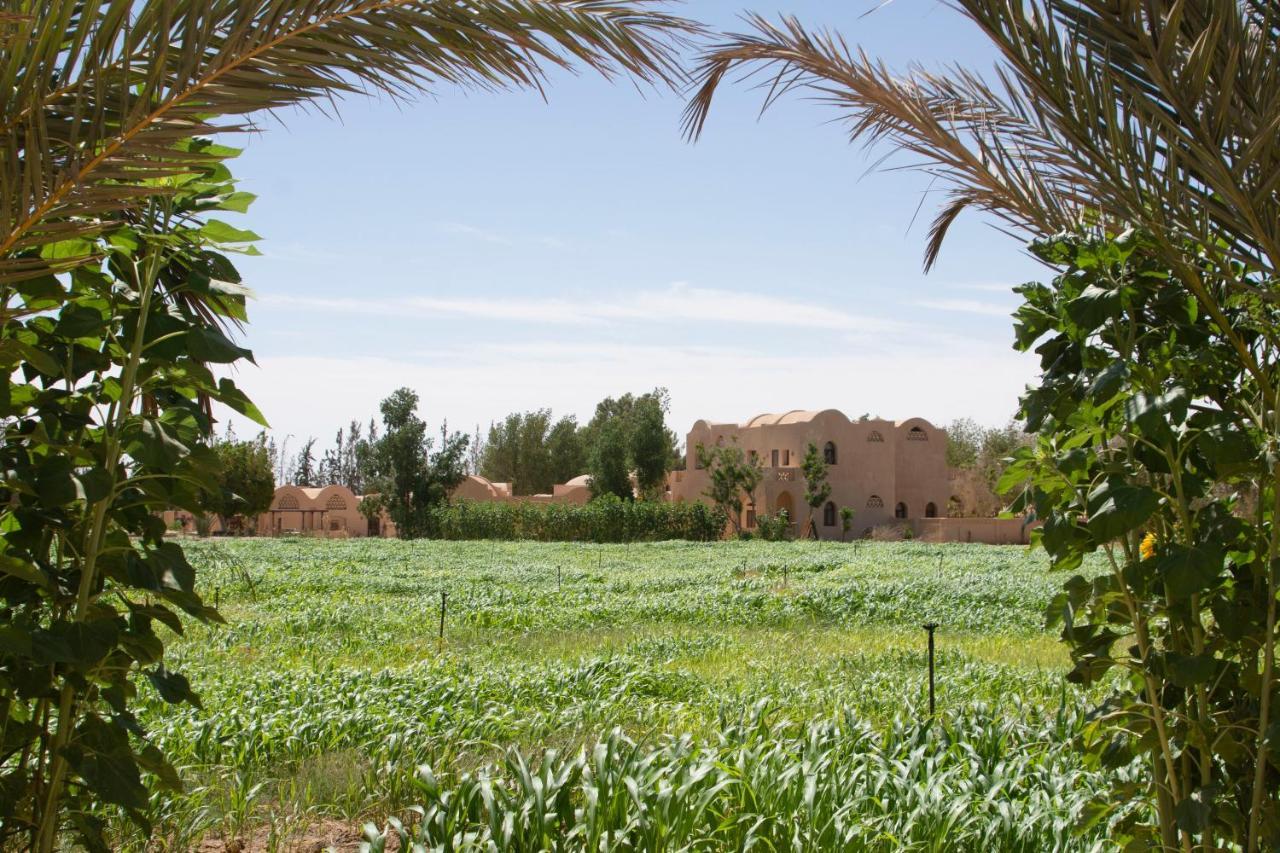 Villa Tzila Bahariya à Bahariya Oasis Extérieur photo